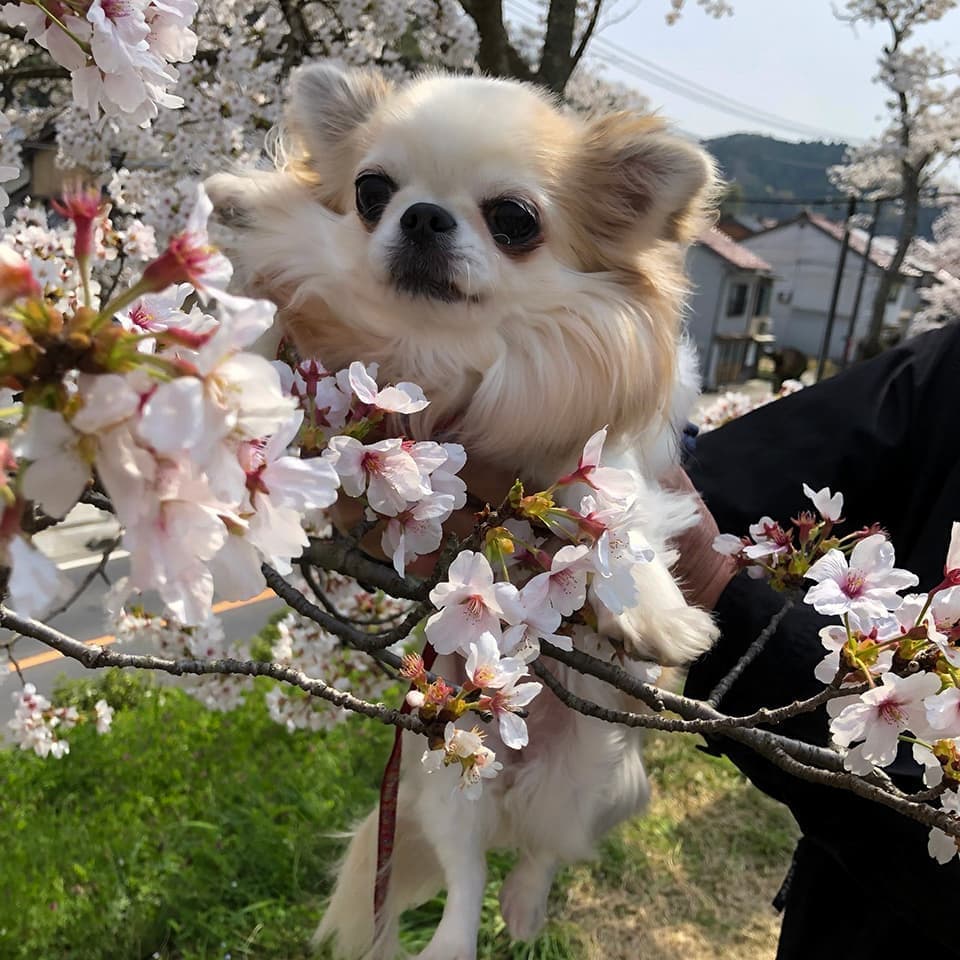 ココちゃん　メス　5歳（チワワ）