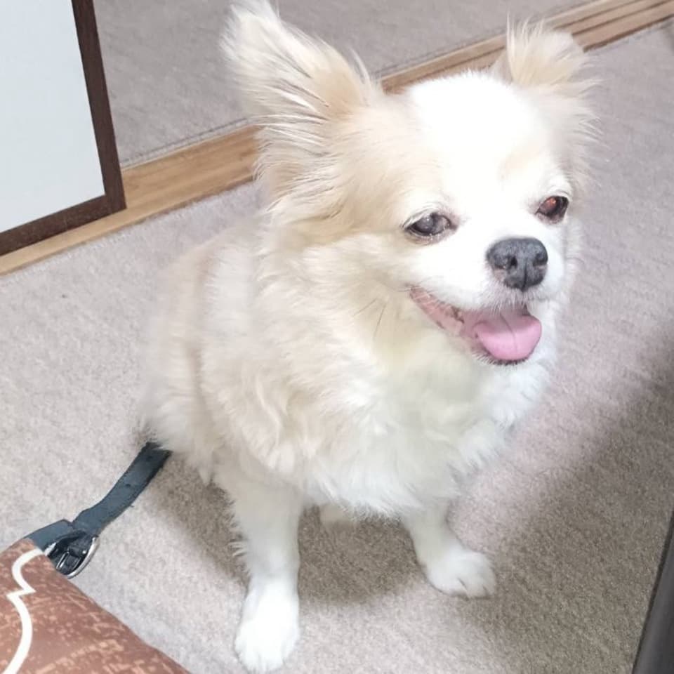 愛知県 ごんちゃん