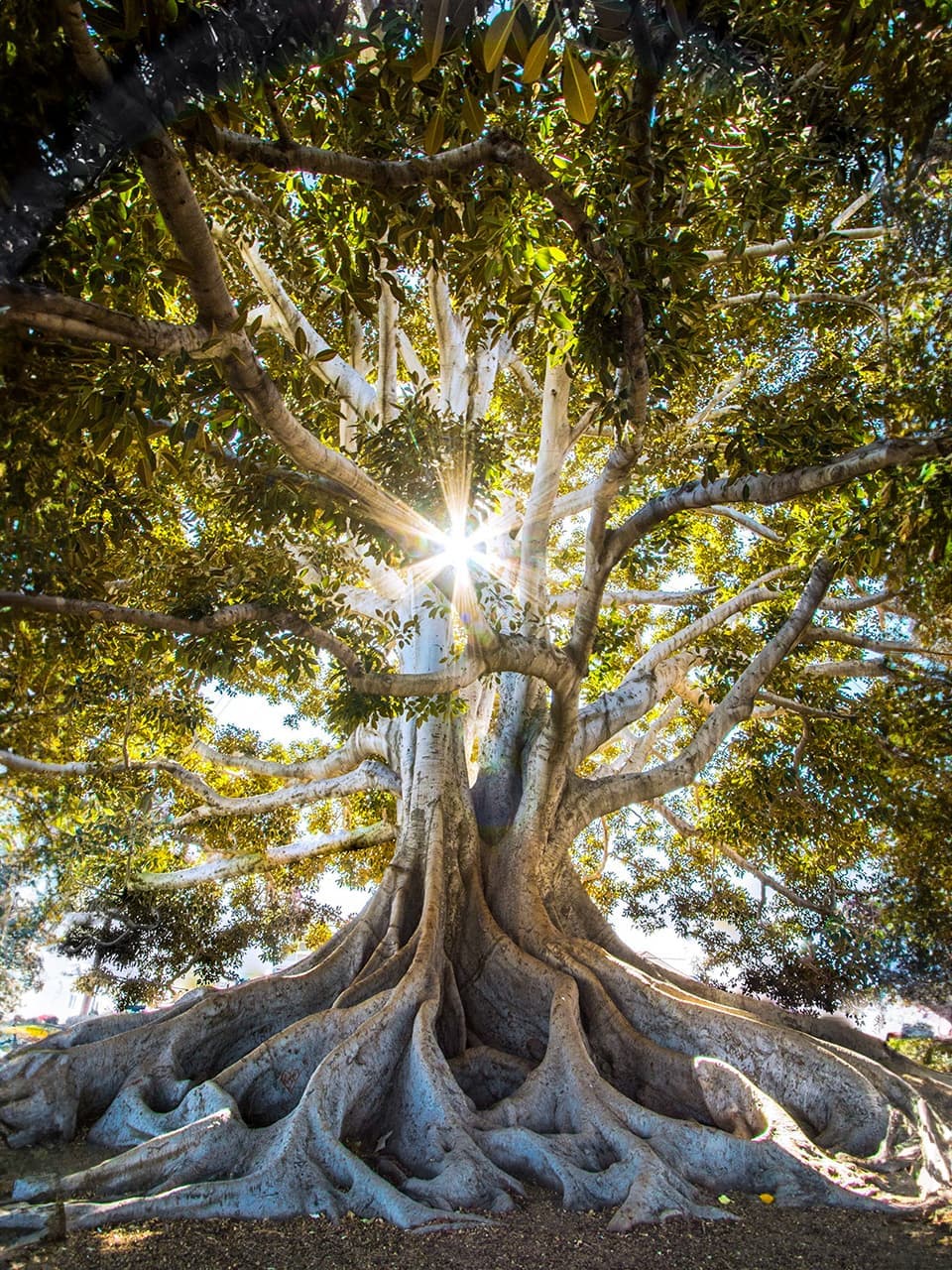 レイキヒーリングとは?