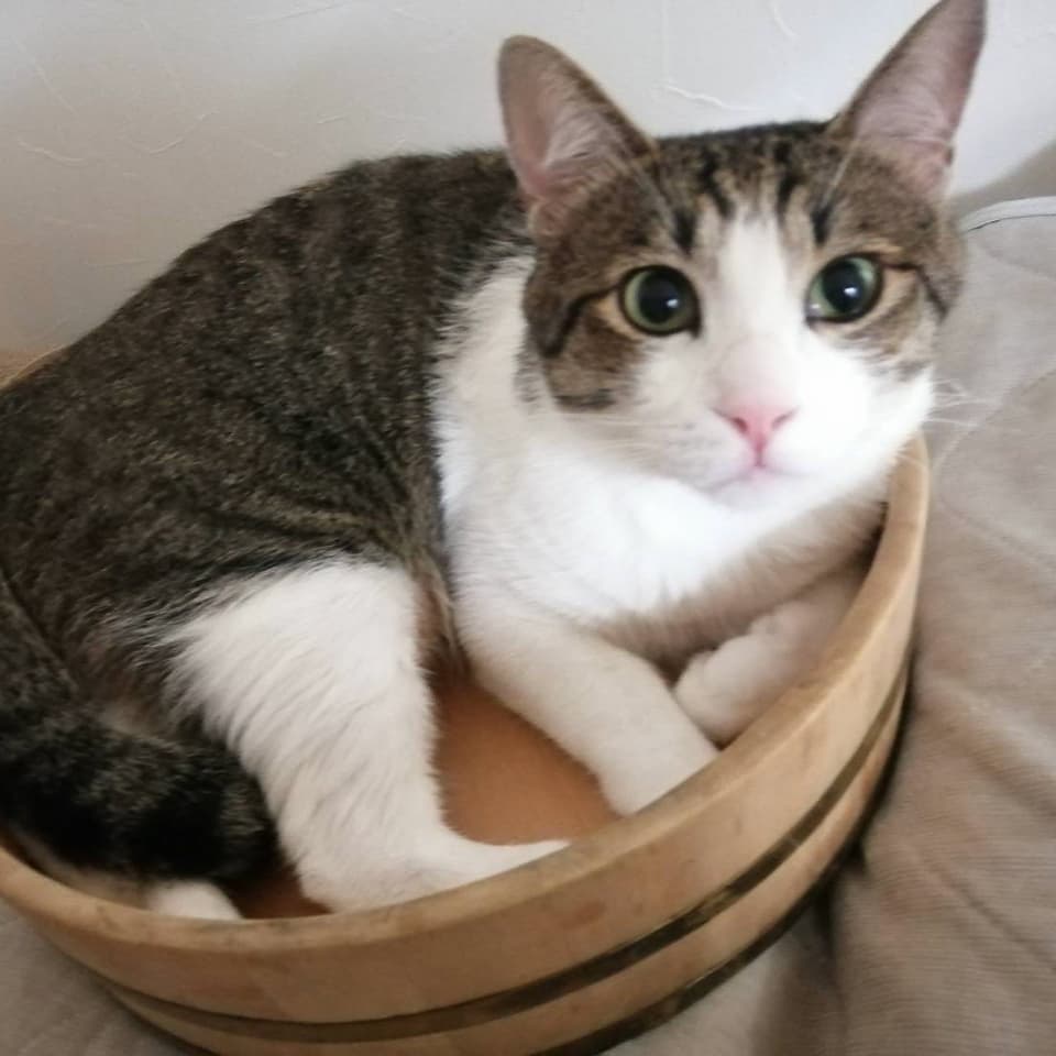 良男(よしお)くん 静岡県