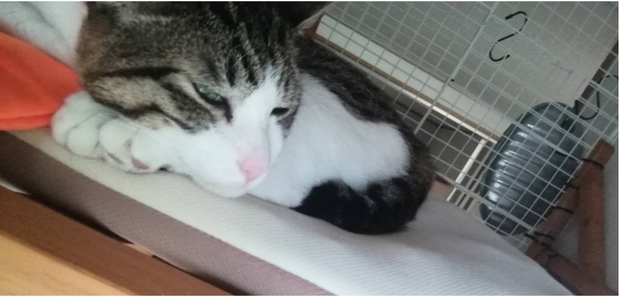 和男(かずお)くん 4歳