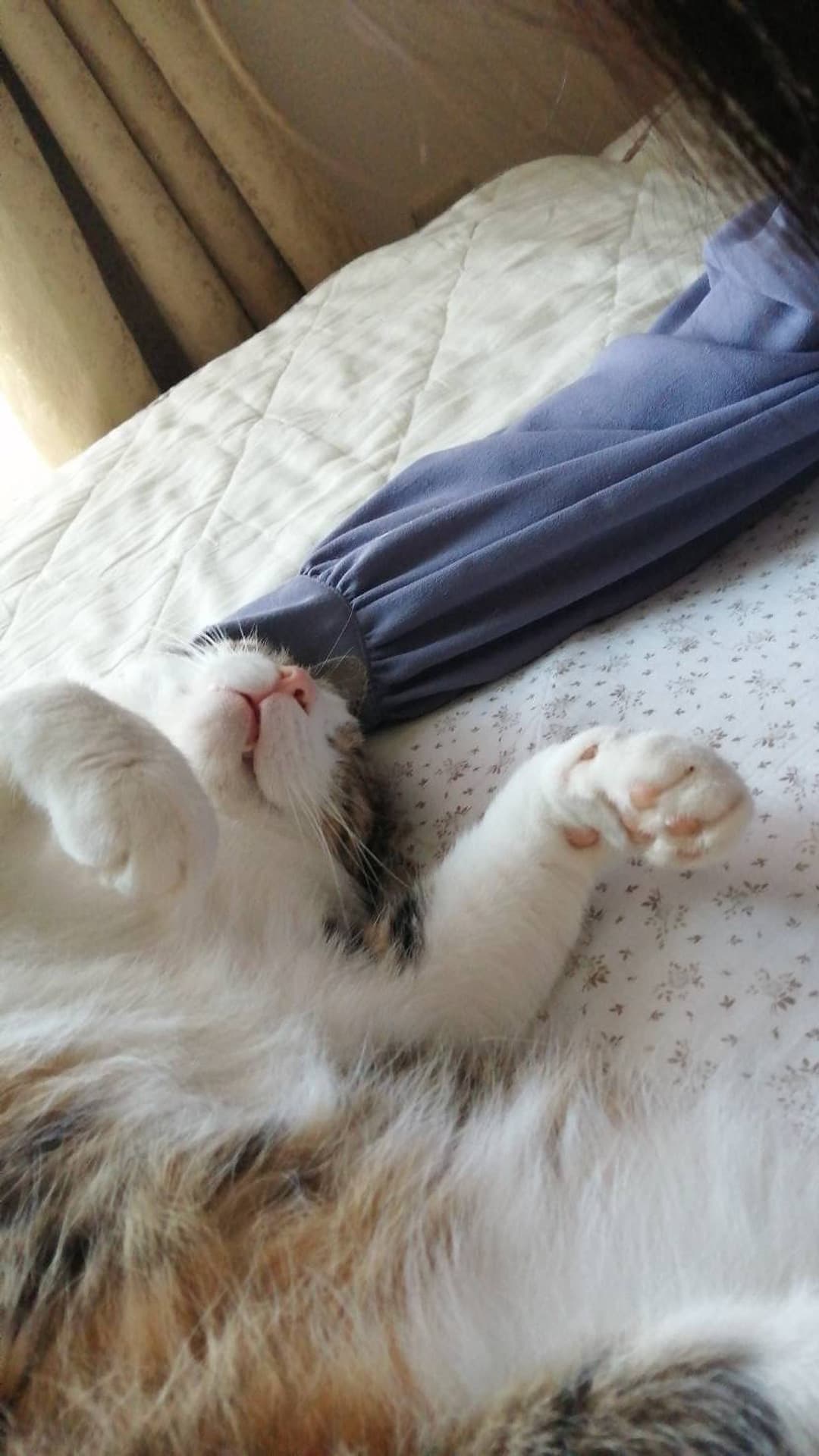 良男(よしお)くん 静岡県